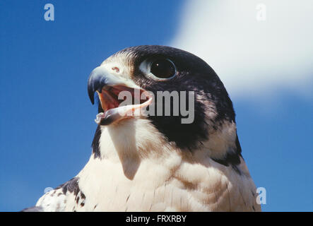 Ritratto di un maschio maturo Falco Pellegrino Foto Stock