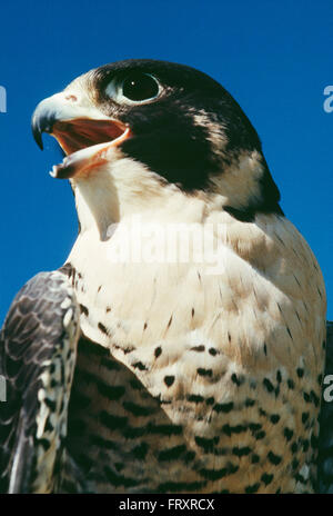 Ritratto di un maschio maturo Falco Pellegrino Foto Stock