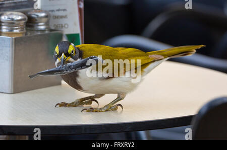 Di fronte blu mangiatore di miele capretti rubare lo zucchero Foto Stock