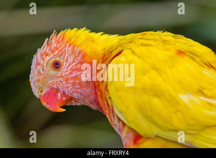 Gli uccelli di Australia - Uccelli fotografati in Australia sia selvatici e in cattività, originali e non originali Foto Stock