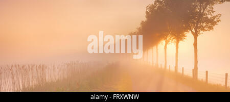 Un foggy sunrise nel tipico paesaggio di Polder di Beemster nei Paesi Bassi. Foto Stock