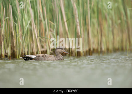 Canapiglia ( anatra Anas strepera ), Drake in abito di allevamento, piscina vicino lungo un nastro a lamelle, in ambiente naturale circostante. Foto Stock