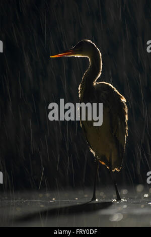 Airone cinerino (Ardea cinerea) in heavy rain, silhouette, fortemente retroilluminato, Kiskunsag Parco Nazionale, Ungheria Foto Stock