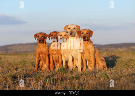 Il Labrador retriever giallo, cinque cani seduti in un prato Foto Stock