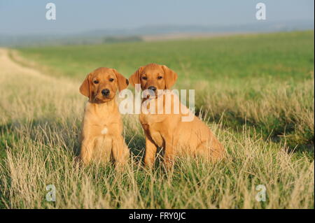 Il Labrador Retriever, cuccioli, giallo Foto Stock