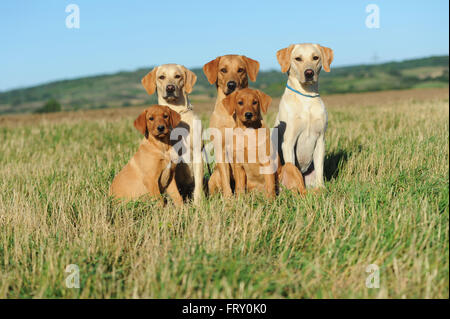 Il Labrador retriever giallo, cinque cani seduti in un prato Foto Stock
