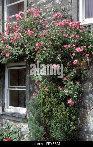 Close-up di rosa rose rampicanti su un muro di casa Foto Stock