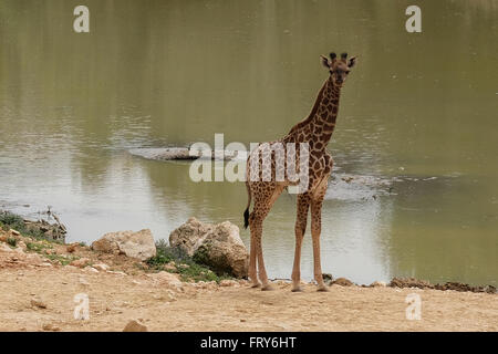 Gerusalemme, Israele. Il 24 marzo 2016. La Gerusalemme Zoo Biblico accoglie due neonato South African giraffe vitelli (Giraffa camelopardalis giraffa) in animali africani contenitore aperto per la visualizzazione pubblica. Adis, maschio, due settimane, è nato a madre Akea e Rotem, femmina, da più di un mese, è nato a madre Yasmin. I vitelli sono di seconda generazione Gerusalemme nato ai nonni acquistato in un asta dal Sud Africa. Rio, maschio, avuti entrambi i vitelli. Credito: Nir Alon/Alamy Live News Foto Stock