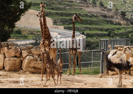 Gerusalemme, Israele. Il 24 marzo 2016. La Gerusalemme Zoo Biblico accoglie due neonato South African giraffe vitelli (Giraffa camelopardalis giraffa) in animali africani contenitore aperto per la visualizzazione pubblica. Adis, maschio, due settimane, è nato a madre Akea e Rotem, femmina, da più di un mese, è nato a madre Yasmin. I vitelli sono di seconda generazione Gerusalemme nato ai nonni acquistato in un asta dal Sud Africa. Rio, maschio, avuti entrambi i vitelli. Credito: Nir Alon/Alamy Live News Foto Stock