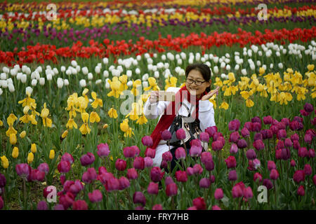 Nanchang, cinese della provincia di Jiangxi. 24 Mar, 2016. Una donna prende selfies tra fiori a Taiping township di Nanchang City, Cina orientale della provincia di Jiangxi, 24 marzo 2016. Alcuni 100.000 fiori fioriscono qui di recente. Credit: Wan Xiang/Xinhua/Alamy Live News Foto Stock