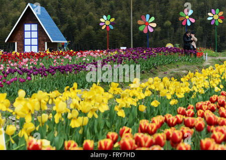 Nanchang, cinese della provincia di Jiangxi. 24 Mar, 2016. Vista persone fiori a Taiping township di Nanchang City, Cina orientale della provincia di Jiangxi, 24 marzo 2016. Alcuni 100.000 fiori fioriscono qui di recente. Credit: Wan Xiang/Xinhua/Alamy Live News Foto Stock