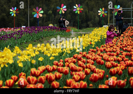 Nanchang, cinese della provincia di Jiangxi. 24 Mar, 2016. Vista persone fiori a Taiping township di Nanchang City, Cina orientale della provincia di Jiangxi, 24 marzo 2016. Alcuni 100.000 fiori fioriscono qui di recente. Credit: Wan Xiang/Xinhua/Alamy Live News Foto Stock