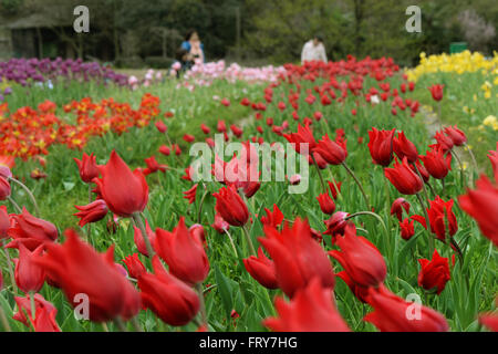 Nanchang, cinese della provincia di Jiangxi. 24 Mar, 2016. Vista persone fiori a Taiping township di Nanchang City, Cina orientale della provincia di Jiangxi, 24 marzo 2016. Alcuni 100.000 fiori fioriscono qui di recente. Credit: Wan Xiang/Xinhua/Alamy Live News Foto Stock