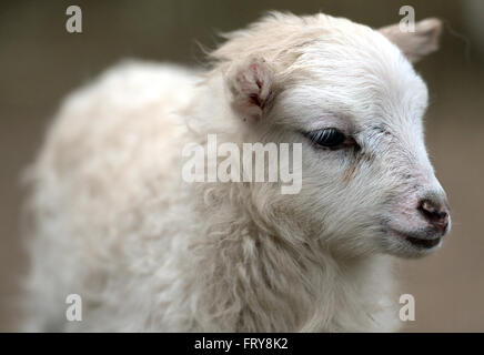 Berlino, Germania. 24 Mar, 2016. Un Skudde agnello in piedi a Tierpark di Berlino, Germania, 24 marzo 2016. Foto: BRITTA PEDERSEN/dpa/Alamy Live News Foto Stock