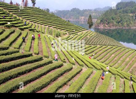 Xuan'en, la Cina della provincia di Hubei. 25 Mar, 2016. Coltivatori di tè pick le foglie di tè in un tea garden Ganjiaba nel villaggio di Xuan'en County, centrale cinese della provincia di Hubei, Marzo 25, 2016. Xuan'en contea è ben noto per il suo tributo Wujiatai tè. © Song Wen/Xinhua/Alamy Live News Foto Stock