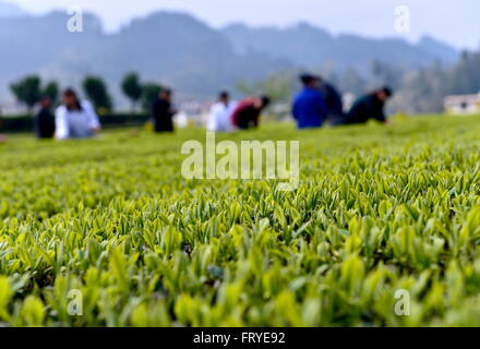 Xuan'en, la Cina della provincia di Hubei. 25 Mar, 2016. Coltivatori di tè pick le foglie di tè in un tea garden Ganjiaba nel villaggio di Xuan'en County, centrale cinese della provincia di Hubei, Marzo 25, 2016. Xuan'en contea è ben noto per il suo tributo Wujiatai tè. © Song Wen/Xinhua/Alamy Live News Foto Stock