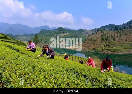 Xuan'en, la Cina della provincia di Hubei. 25 Mar, 2016. Coltivatori di tè pick le foglie di tè in un tea garden Ganjiaba nel villaggio di Xuan'en County, centrale cinese della provincia di Hubei, Marzo 25, 2016. Xuan'en contea è ben noto per il suo tributo Wujiatai tè. © Song Wen/Xinhua/Alamy Live News Foto Stock