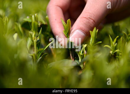 Xuan'en, la Cina della provincia di Hubei. 25 Mar, 2016. Un coltivatore di tè raccoglie le foglie di tè in un tea garden Ganjiaba nel villaggio di Xuan'en County, centrale cinese della provincia di Hubei, Marzo 25, 2016. Xuan'en contea è ben noto per il suo tributo Wujiatai tè. © Song Wen/Xinhua/Alamy Live News Foto Stock