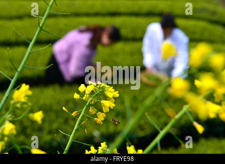 Xuan'en, la Cina della provincia di Hubei. 25 Mar, 2016. Coltivatori di tè pick le foglie di tè in un tea garden Ganjiaba nel villaggio di Xuan'en County, centrale cinese della provincia di Hubei, Marzo 25, 2016. Xuan'en contea è ben noto per il suo tributo Wujiatai tè. © Song Wen/Xinhua/Alamy Live News Foto Stock