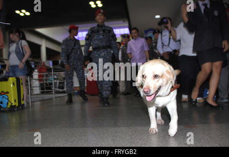 Thailandia, Tailandia. 25 Mar, 2016. Un Thai K9 unità e pattuglie di soldati del cane dal Royal Thai Air Force delle forze di sicurezza comando per esplorare e ispezionare gli esplosivi a Don Mueang dall'Aeroporto Internazionale di Bangkok per costruire un clima di fiducia fra i turisti, sia in Thailandia e oltremare dopo l attentato terroristico all'aeroporto di Bruxelles in Belgio. Credito: Vichan Poti/Pacific Press/Alamy Live News Foto Stock