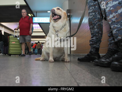 Thailandia, Tailandia. 25 Mar, 2016. Un Thai K9 unità e pattuglie di soldati del cane dal Royal Thai Air Force delle forze di sicurezza comando per esplorare e ispezionare gli esplosivi a Don Mueang dall'Aeroporto Internazionale di Bangkok per costruire un clima di fiducia fra i turisti, sia in Thailandia e oltremare dopo l attentato terroristico all'aeroporto di Bruxelles in Belgio. Credito: Vichan Poti/Pacific Press/Alamy Live News Foto Stock