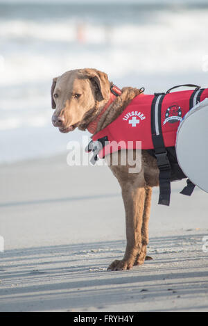 Fernandina Beach, Stati Uniti d'America. Il 24 marzo 2016. Un giorno prima del grande evento cani provenienti da tutto il paese di partecipare a un cane clinica surf guidato da Adam scatta Steinberg alla spiaggia principale su Amelia Island, Stati Uniti d'America. Credito: David giorno/Alamy Live News. Foto Stock