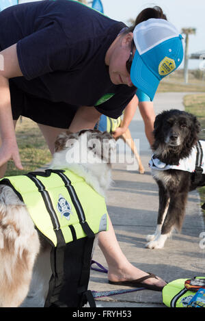 Fernandina Beach, Stati Uniti d'America. Il 24 marzo 2016. Un giorno prima del grande evento cani provenienti da tutto il paese di partecipare a un cane clinica surf guidato da Adam scatta Steinberg alla spiaggia principale su Amelia Island, Stati Uniti d'America. Credito: David giorno/Alamy Live News. Foto Stock