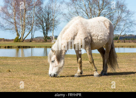 White New Forest pony pascolo vicino all'acqua, Hampshire, Regno Unito Foto Stock