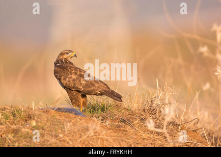 Comune poiana (Buteo buteo) sul terreno. Questo rapace si trova in tutta Europa e in alcune parti dell'Asia, abitare area aperta Foto Stock