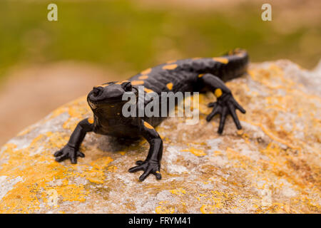 Salamandra pezzata (Salamandra salamandra) fotografato in Israele in gennaio Foto Stock