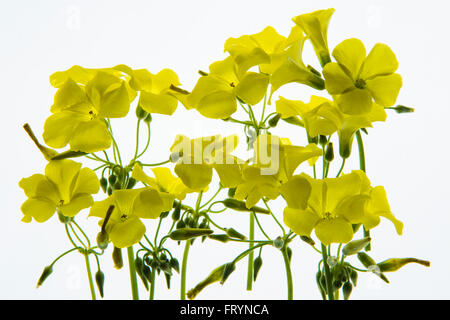 Back lit petali di fiore fotografato su una scatola di luce Foto Stock