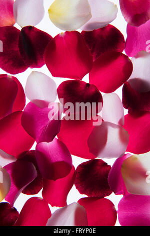 Back lit petali di fiore fotografato su una scatola di luce Foto Stock