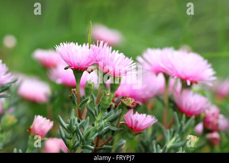 Close up Hot Pink mesembryanthemaceae, Mesembryanthemum o noto come Lampranthus o rosso Livingstone margherite in piena fioritura Foto Stock