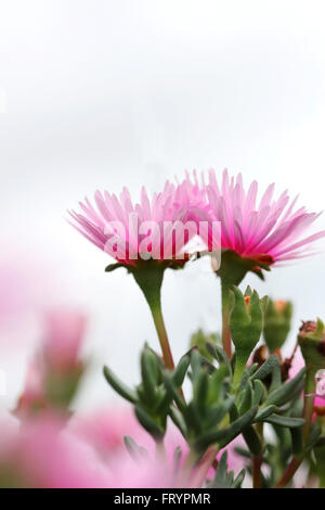 Close up Hot Pink mesembryanthemaceae, Mesembryanthemum o noto come Lampranthus o rosso Livingstone margherite in piena fioritura Foto Stock