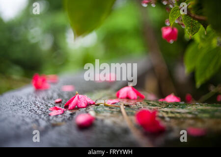 Fiori di colore rosso con gocce di rugiada nell'acqua Foto Stock