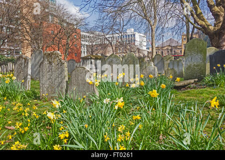 Londra, Islington fiori di primavera nei campi Bunhill sepoltura fuori della città trafficata strada Foto Stock
