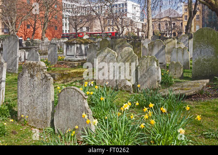 Londra, Islington fiori di primavera nei campi Bunhill sepoltura fuori della città trafficata strada Foto Stock