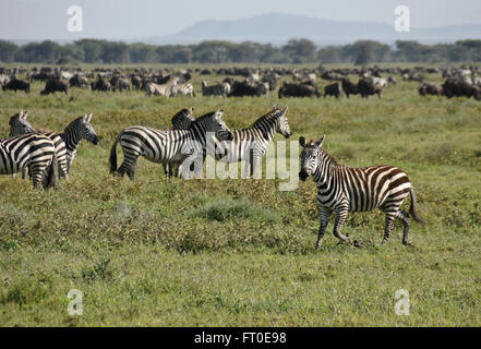 Comune di zebre e wildebeests durante la migrazione, la Ngorongoro Conservation Area (Ndutu), Tanzania Foto Stock