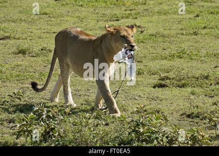 Il leoncello che porta un pezzo di immondizia, Ngorongoro Conservation Area (Ndutu), Tanzania Foto Stock