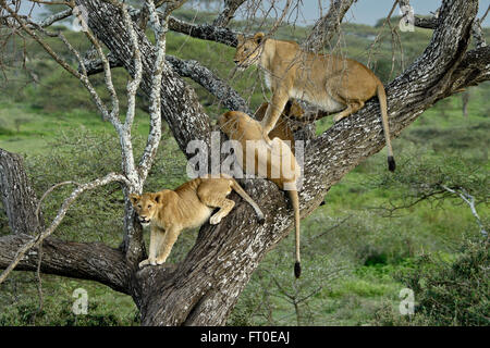 I Lions nella struttura ad albero, Ngorongoro Conservation Area (Ndutu), Tanzania Foto Stock