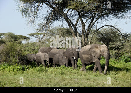 Branco di elefanti proveniente attraverso gli alberi di acacia, Ngorongoro Conservation Area (Ndutu), Tanzania Foto Stock