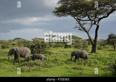 Gli elefanti e acacias durante la stagione delle piogge, Ngorongoro Conservation Area (Ndutu), Tanzania Foto Stock