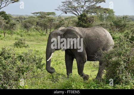 Elefante e acacias durante la stagione delle piogge, Ngorongoro Conservation Area (Ndutu), Tanzania Foto Stock