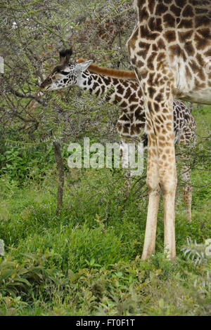 Giovani Masai giraffe navigazione di acacia mentre la madre sta di guardia, Ngorongoro Conservation Area (Ndutu), Tanzania Foto Stock