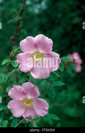 Close-up di un rosa pallido rosa Rugosa Foto Stock
