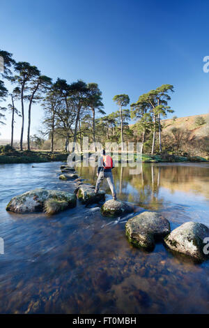 Walker attraversando pietre miliari sul West Dart River. Parco Nazionale di Dartmoor. Devon. Regno Unito. Foto Stock