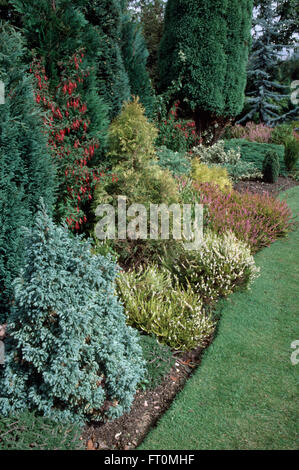 Bassa crescita conifere e heather in un fornitissimo confine in un giardino suburbano Foto Stock