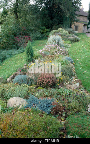 Bassa crescita conifere e heather in un fornitissimo rockery confine in un giardino degli anni settanta Foto Stock