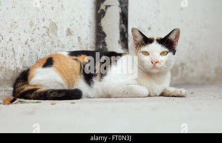 Thailandia Cat cercando una speranza Foto Stock