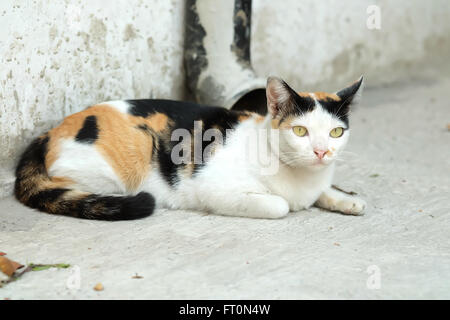 Thailandia Cat cercando una speranza Foto Stock